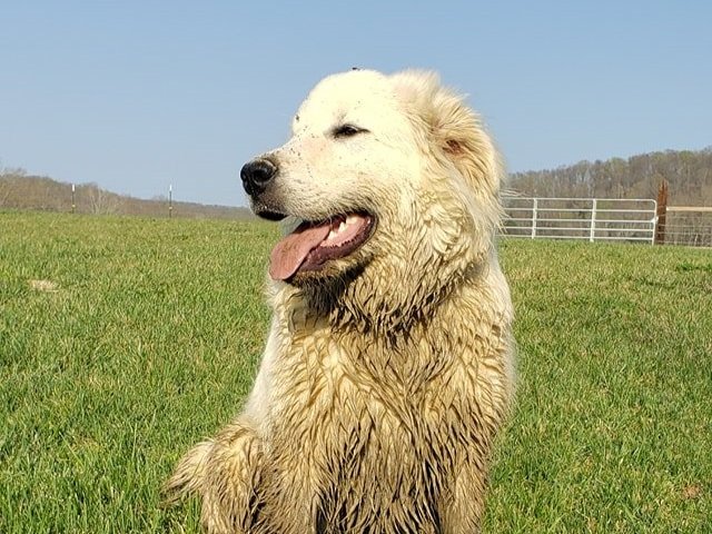 A happy, muddy dog sitting on green grass with a blue sky in the background, showcasing its playful nature and love for outdoor activities.