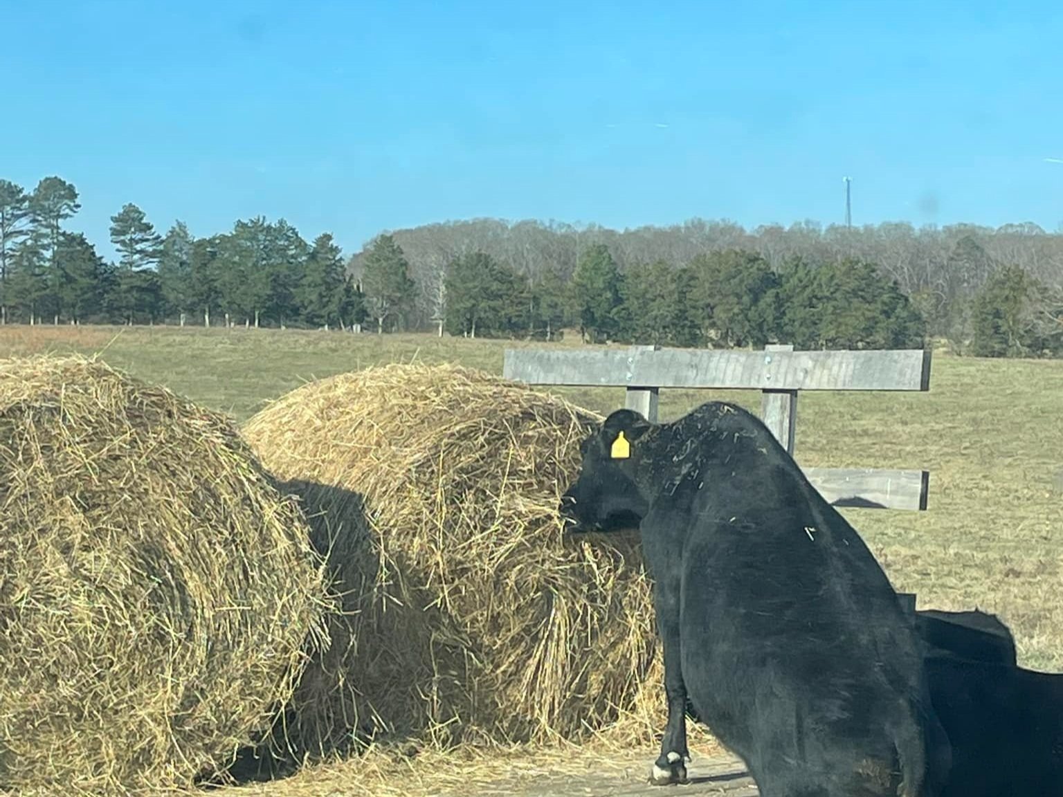 Black cow feeding on hay bales in a sunny pasture with trees in the background.