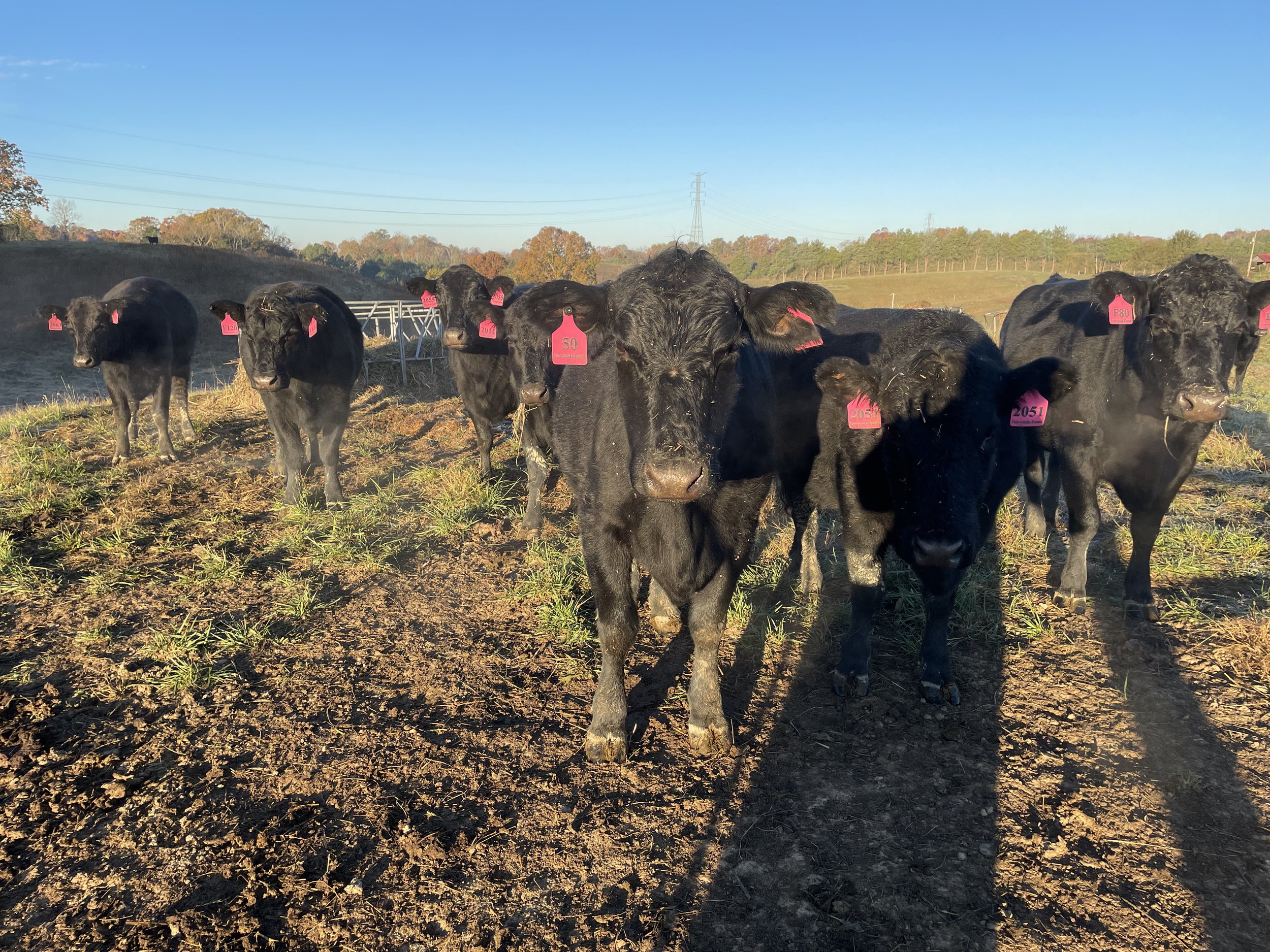 Herd of black cattle with pink ear tags grazing in a field during sunrise, showcasing a rural farming landscape.